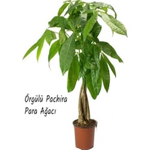 Örgülü Pachira Para Ağacı İthal 60 Cm