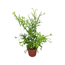 Pteris Cretica 'roeweri' Eğrelti Otu