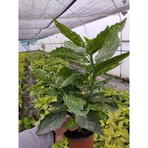 2 Yaş Aucuba Japonica Akuba Lekeli Defne Fidanı