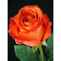 Yediveren Aşılı Kokulu Turuncu Gül Fidanı 50 80 Cm Saksılı Aşılı Gül Orange Rose