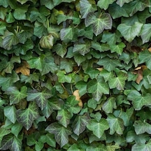 Tüplü Hedera Helix Herdem Yeşil Duvar Sarmaşığı Fidanı
