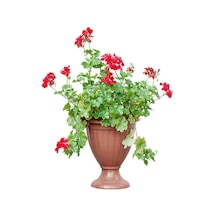 Videolu Kırmızı Sakız Sardunya 30 50 Cm 1 Adet Saksılı Çiçekli Bodur Bitki Geranium