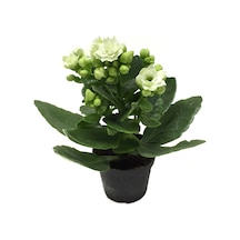Kalanchoe Calandiva 'White' (Kalanşo Çiçeği) Ø5,5 CM Y0-10 CM