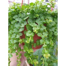 Makrome Saksılı Sarı Kız Çiçeği 1 Adet 30-40cm Altın Kolye Lysimachia Nummulari
