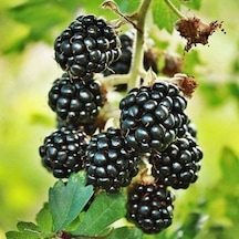 Boysenberry Böğürtlen Fidanı. Torbada