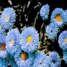 Clear Blue Erigeron Çiçeği Tohumu 50 Tohum
