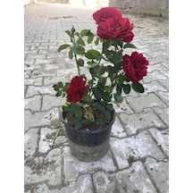 Kırmızı Yediveren Aşılı Gül Fidanı Saksıda 10-20 Cm 698755588