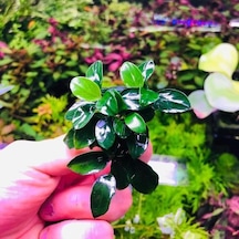 Anubias Petite Saksı Canlı Bitki 8-10 Yaprak