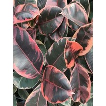 Pembe Alacalı Kauçuk Çiçeği 65-70 Cm