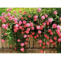 Pembe Kokulu Sarmaşık Gül Fidanı yediveren - Tüplü \ 100 Cm
