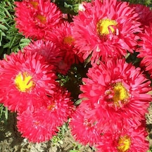 Ponpon Kırmızı Aster Çiçeği Tohumu 50 Tohum