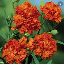 Chabaud Orange Karanfil Çiçeği Tohumu 70 Adet N112793