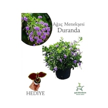 Duranda Mor Ağaç Menekşesi Çiçeği 1 Adet 30-60 Cm Saksılı +yaprak Güzeli