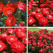 Tüplü Yer Örtücü Soğuklara Dayanıklı Planten Un Blomen Kırmızı Beyaz Yediveren Gül Fidanı