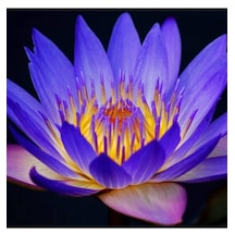 Mavi Lotus Tohumu