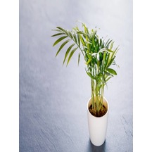 Serada Decor Plant Chamaedorea Elegans Dağ Palmiyesi 20cm 8.5 Saksıda İç Mekan Bitkisi