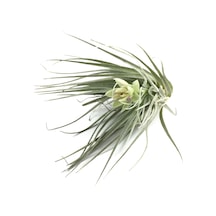 Tillandsia Stricta (Hava Bitkisi)