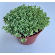 Sedum Tohumu İri Damarlı Yapraklar Yeşil Renkli - 15 Tohum Standart