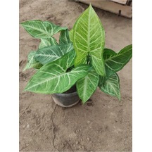 Melek Kanadı Çiçeği Fidanı 10-20 Cm