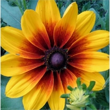 20 Adet Indian Summer Glorıosa Daısy Tohumu