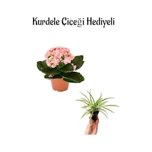 Hediyelik Açık Pembe Renk Kalanşo Kalanchoe Çiçeği Öğretmenler Gününe Özel Kurdele Çiçeği Hediyeli