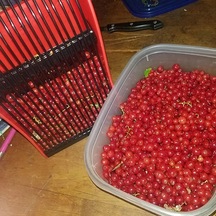 Fochsia Epathchina Kırmızı Metal Taraklı Büyük Kapasiteli Plastik Meyve Toplama Aracı