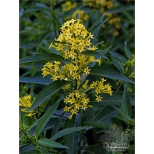 Yoğun Kokulu Melisa Parfüm Çiçeği Bitkisi 1 Adet Saksılı/ Tüplü 40-60 Cm Cestrum Parqui