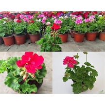 Pembe Sardunya Çiçeği 1 Adet 30-60cm Saksılı Bahçe Salon Bitkisi