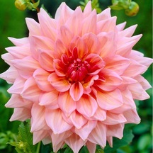 2 Adet Soft Pembe Renkli Dahlia Yıldız Çiçeği Soğanı