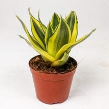 1 Adet Bodur Kılıç Çiçeği 20-40cm Saksılı Çiçekli Bodur Bitkiler "gladiolus"