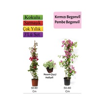 Kırmızı+ Pembe Begonvil+ Mezem Çiçeği Hediyeli