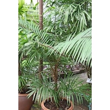 Palmiye Fidanı 50 60 Cm