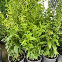 3 Yaş Melisa Fidanı - Gece Kokulu Parfüm Çiçeği 'cestrum Nocturnu