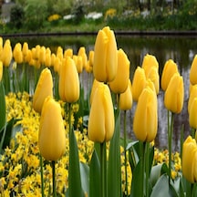 Yellow Parede Lale Soğanı 5 Adet