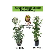 Kartopu Viburnum 1 Adet+kokulu Hanımeil 1 Adet+yaprak Güzeli Hediye Bahçe Bitkisi