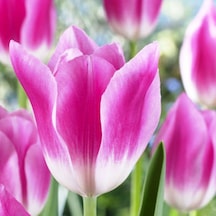 Royal Pink Lale Soğanı 5 Adet