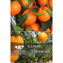 2 Çeşit Karışık Meyve Fidanı Mandalina Ve Portakal