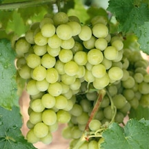 Tüplü Çekirdeksiz Bol Verimli Beyaz Superior Seedless Üzüm asma-