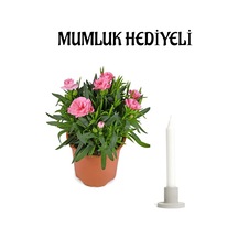 Hediyelik Mis Kokulu Pembe Karanfil Çiçeği Sevgililer Gününe Özel Mumluk Hediyeli