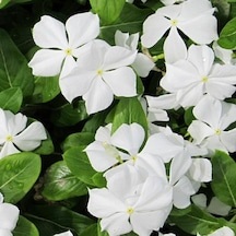 Vinca Pure White Rozet Çiçeği Tohumu 20 Tohum