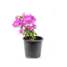 Videolu Mor Begonvil Fidanı Bahçe Balkon Teras Bitkisi 30 60 Cm 1 Adet Saksılı Bougainvillea