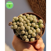 Fenestraria Rhopalophylla Bebek Parmakları Sukulenti 1 Adet