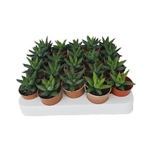 Sukulent Haworthia Pumila x 20 ad