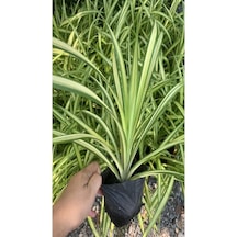 Kurdele Çiçeği Chlorophytum Comosum Saksıda 1 Adet 25-45cm