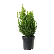 Buxus Sempervirens Şimşir Fidanı 20-30 Cm 1 Adet