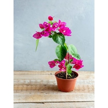 Bodur Begonvil Bougainvillea Ev - Balkon Begonvil