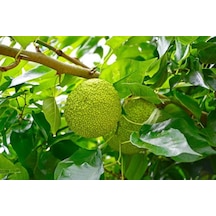 Yalancı Portakal Ağacı Fidanı 50-60 Cm