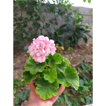 Toz Pembe Sardunya Çiçeği Fidesi 10-20 Cm