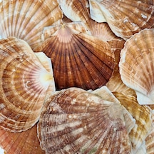Pecten Maximus Kiloluk Deniz Kabuğu 1 Kg