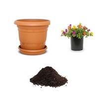 Portulaca Çiçeği Tohumu Ekim Seti